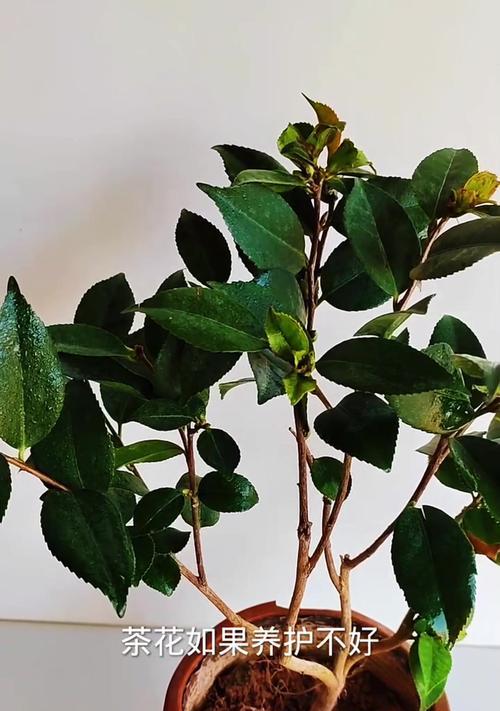 茶花树为何出现黄叶？（黄叶现象的原因及处理方法）-第2张图片-绿意生活
