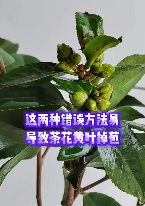 茶花树为何出现黄叶？（黄叶现象的原因及处理方法）-第3张图片-绿意生活