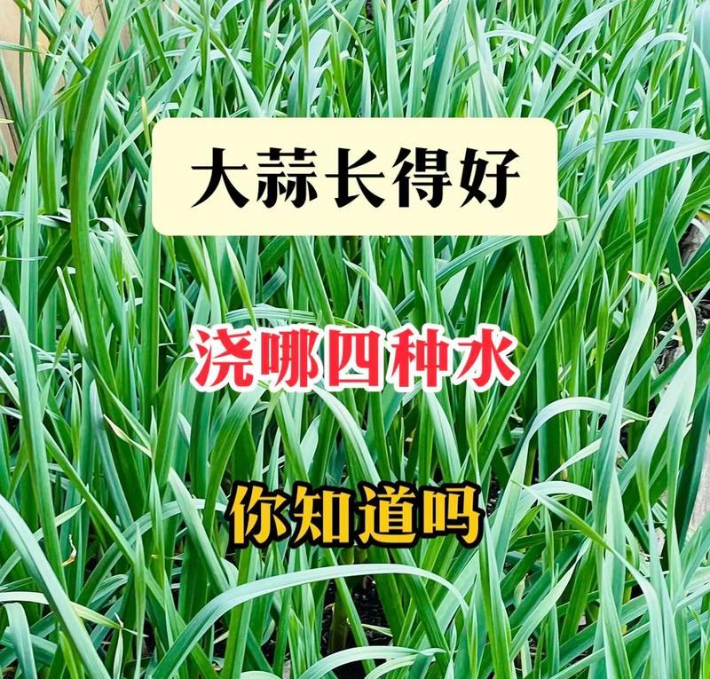大蒜头水培养殖的方法与技巧（掌握大蒜头水培的关键步骤，打造丰收的蒜农之路）-第3张图片-绿意生活