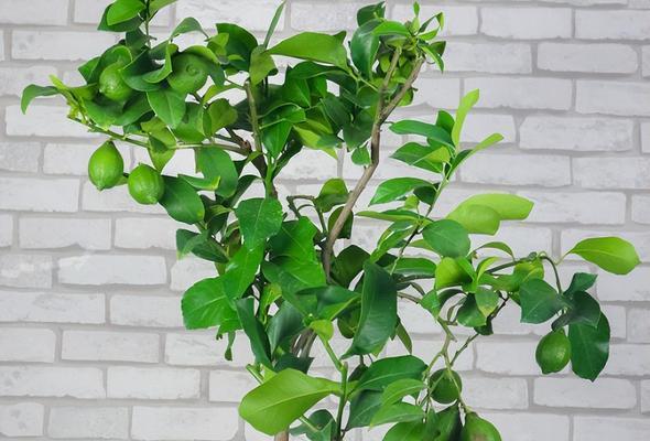 北方种植柠檬树的详细介绍（柠檬树的适应性和北方栽培要点）-第3张图片-绿意生活