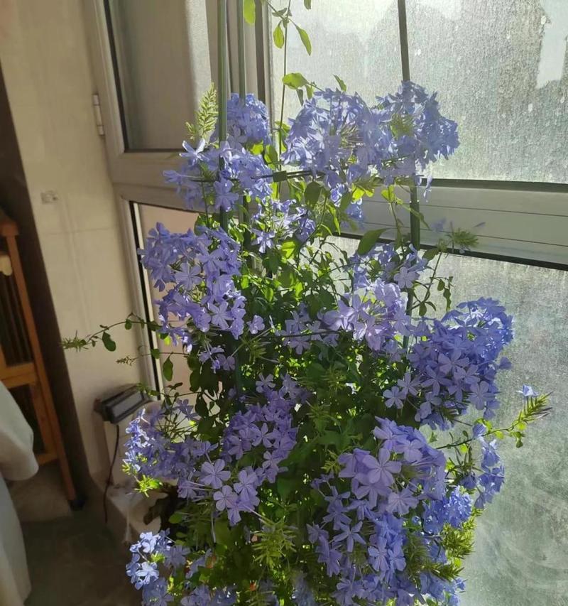如何正确养护蓝雪花（蓝雪花养护技巧与注意事项）-第1张图片-绿意生活