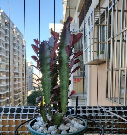如何种植龙骨花开出绚丽花朵（龙骨花种植步骤及养护要点）-第2张图片-绿意生活
