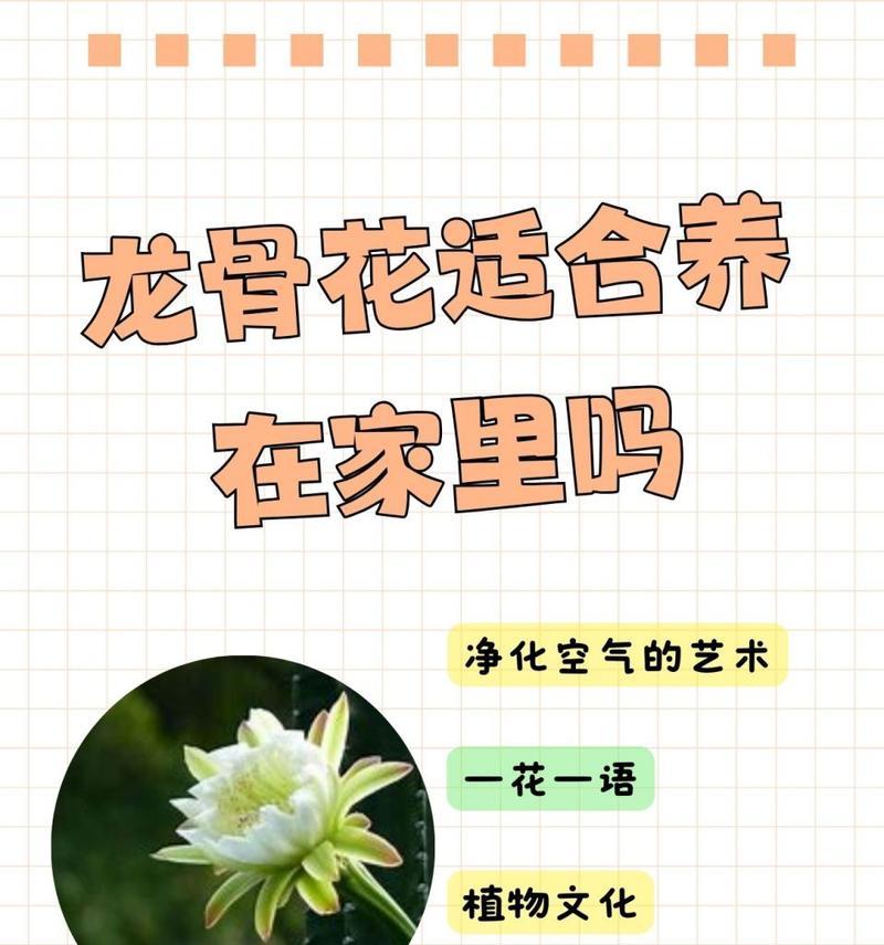 如何种植龙骨花开出绚丽花朵（龙骨花种植步骤及养护要点）-第1张图片-绿意生活