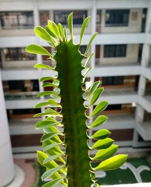 如何种植龙骨花开出绚丽花朵（龙骨花种植步骤及养护要点）-第3张图片-绿意生活