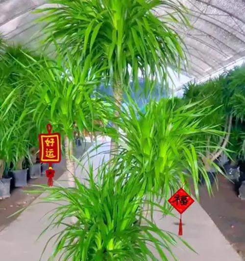 海南龙血树叶子发黄的原因及解决方法（了解龙血树的生长环境与生理特性，正确护理龙血树，防止叶子发黄）-第2张图片-绿意生活