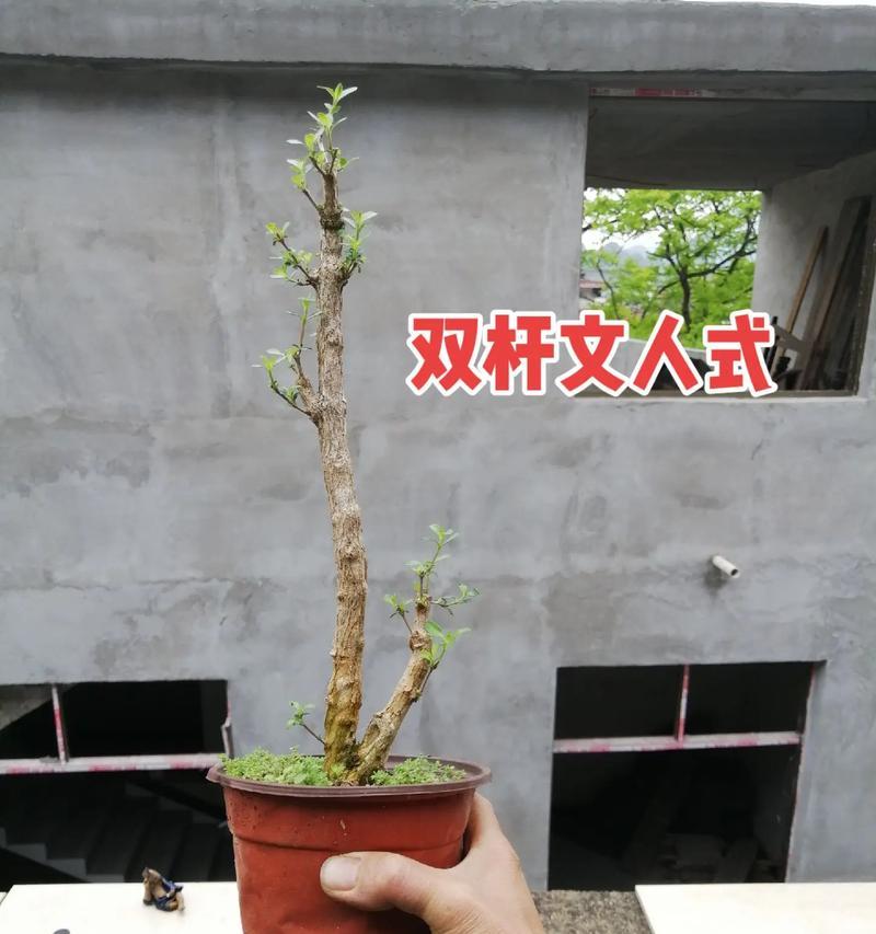 养殖多肉植物六月雪的技巧与注意事项（打造多肉花园，六月雪引领时尚养植趋势）-第1张图片-绿意生活