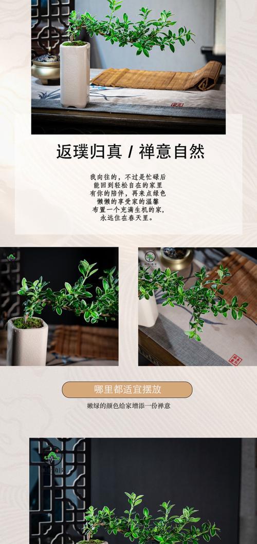 养殖多肉植物六月雪的技巧与注意事项（打造多肉花园，六月雪引领时尚养植趋势）-第2张图片-绿意生活