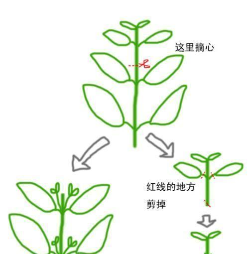 牵牛花摘心打顶的时间与方法（打造完美的牵牛花——摘心打顶的技巧与注意事项）-第2张图片-绿意生活