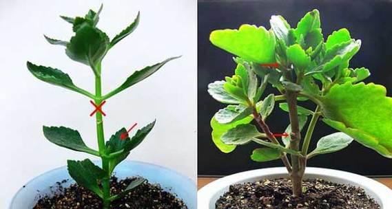 牵牛花摘心打顶的时间与方法（打造完美的牵牛花——摘心打顶的技巧与注意事项）-第1张图片-绿意生活