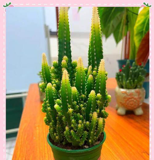 万重山的奇迹之花——揭秘万重山开花的奥秘（探寻万重山的开花奇迹，带你领略大自然的魅力）-第1张图片-绿意生活