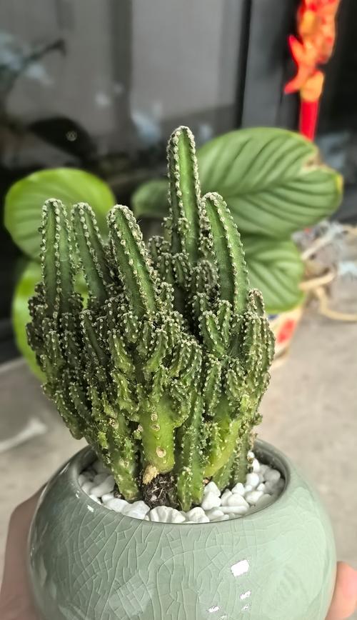 万重山的奇迹之花——揭秘万重山开花的奥秘（探寻万重山的开花奇迹，带你领略大自然的魅力）-第3张图片-绿意生活