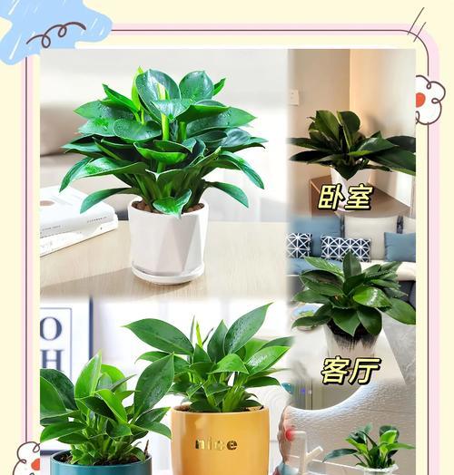 金钻修剪指南（打造完美花园的秘诀）-第2张图片-绿意生活