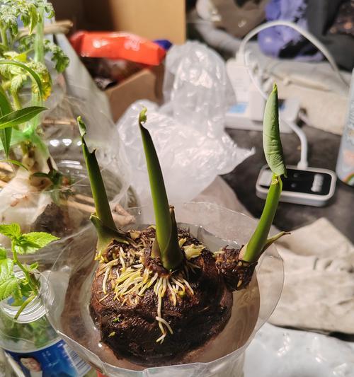 芋头盆栽种植指南（打造家中的芋头小天地）-第2张图片-绿意生活