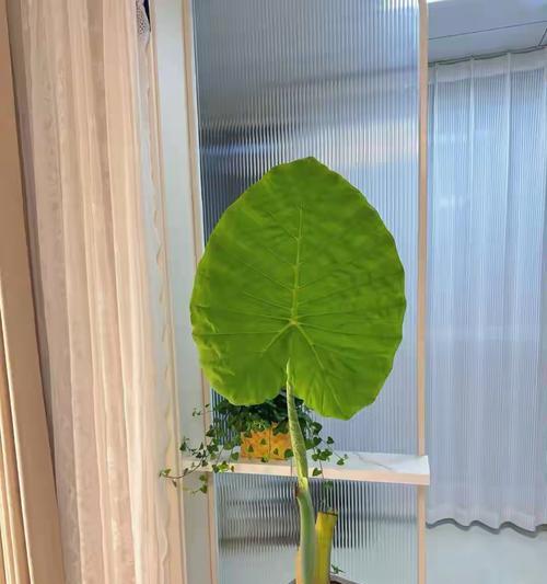 芋头盆栽种植指南（打造家中的芋头小天地）-第1张图片-绿意生活
