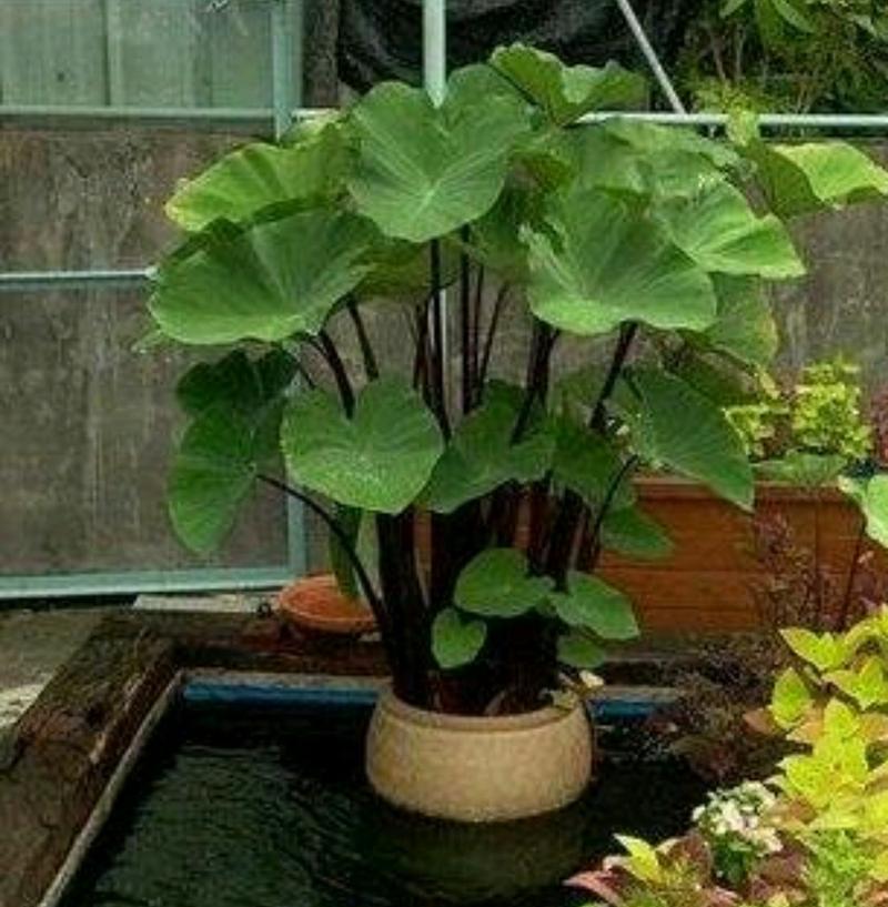 芋头盆栽种植指南（打造家中的芋头小天地）-第3张图片-绿意生活