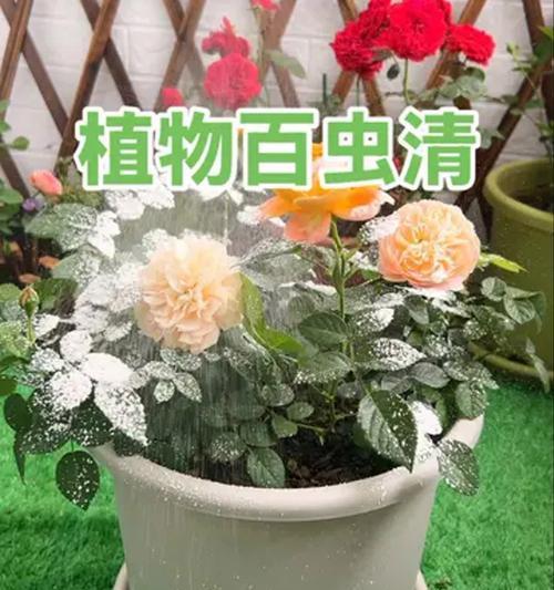 花卉虫害防治实用指南（掌握防治技巧，打造健康花园）-第3张图片-绿意生活