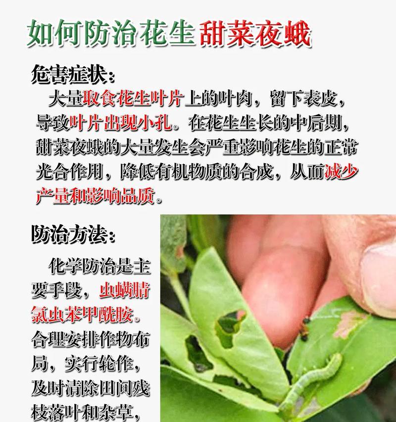 花卉虫害防治实用指南（掌握防治技巧，打造健康花园）-第2张图片-绿意生活