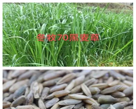 黑麦草的最佳播种时间（掌握播种时间，让黑麦草茁壮成长）-第1张图片-绿意生活