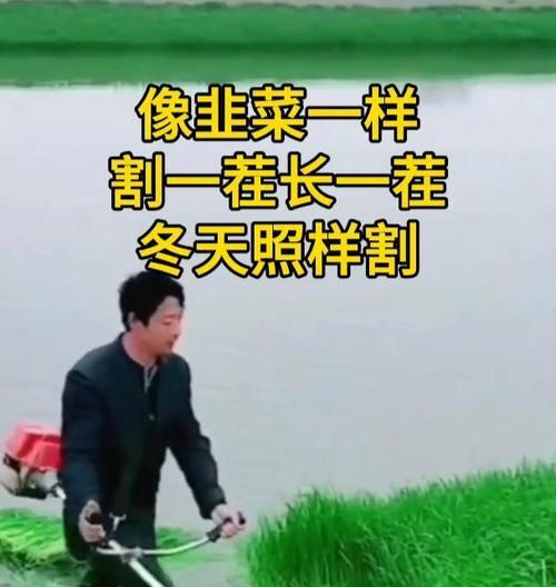 黑麦草的最佳播种时间（掌握播种时间，让黑麦草茁壮成长）-第2张图片-绿意生活