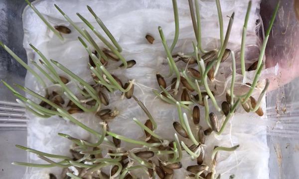 黑麦草的最佳播种时间（掌握播种时间，让黑麦草茁壮成长）-第3张图片-绿意生活
