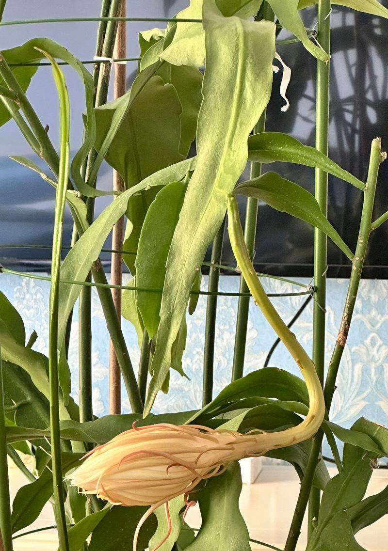 以假昙花掉叶（探索昙花开放与凋落的真相）-第2张图片-绿意生活