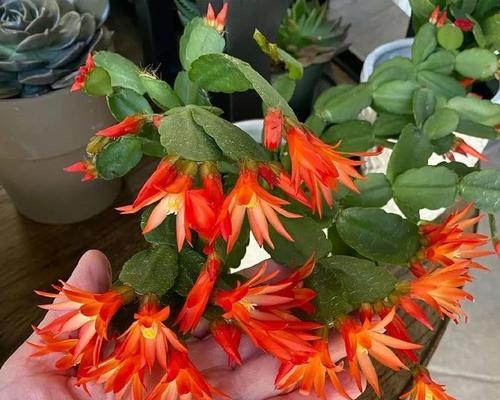 以假昙花掉叶（探索昙花开放与凋落的真相）-第1张图片-绿意生活