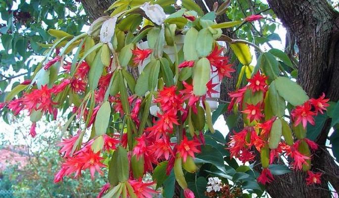 以假昙花掉叶（探索昙花开放与凋落的真相）-第3张图片-绿意生活