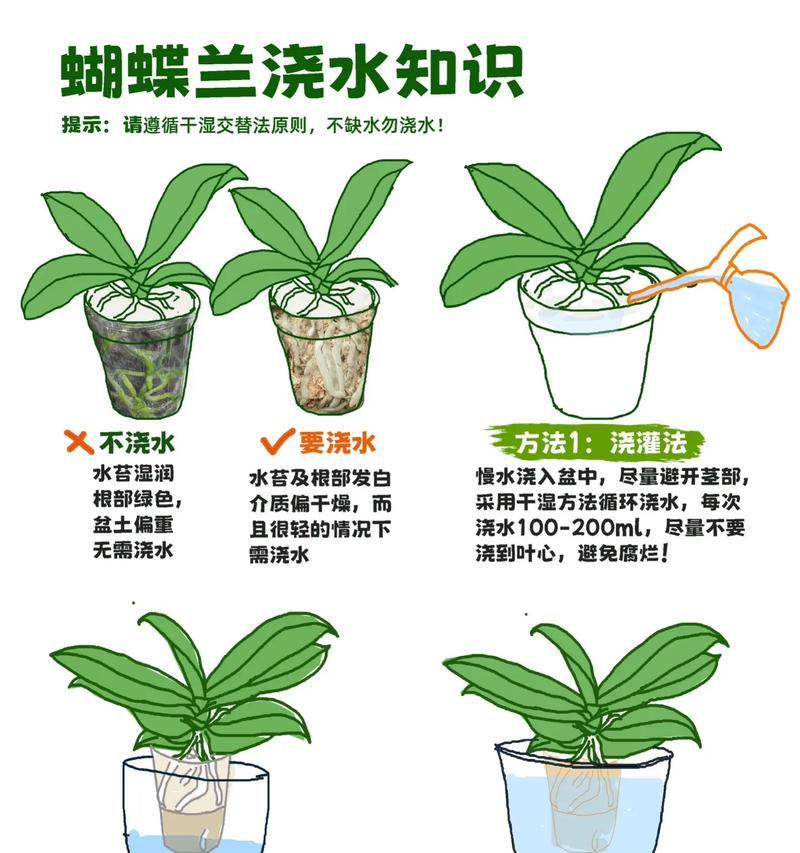 如何正确擦拭君子兰叶片（保护你的君子兰，享受绿叶的美丽）-第1张图片-绿意生活