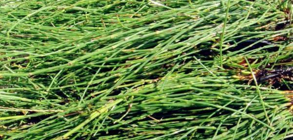 木贼是裸子植物吗？——探寻木贼的植物分类-第1张图片-绿意生活