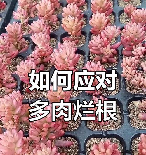 如何有效处理受伤的多肉植物（专家教你救治受伤的多肉植物，不让它们枯萎殆尽）-第2张图片-绿意生活