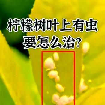 番石榴生介壳虫的防治方法（保护果园，有效防治番石榴生介壳虫）-第1张图片-绿意生活