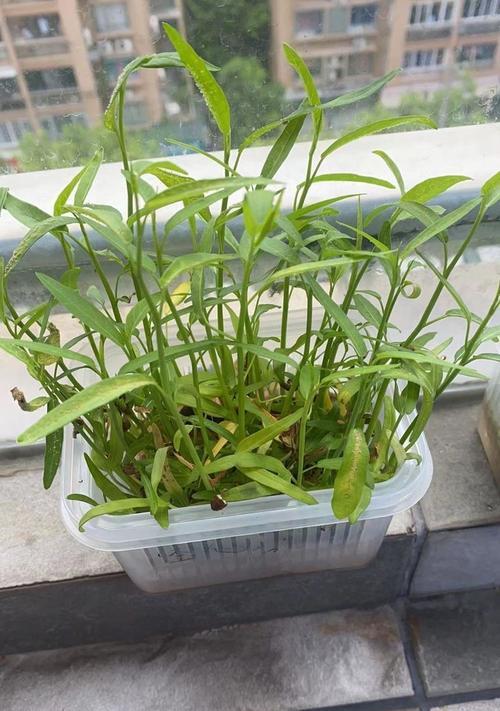 空心菜的种植季节与技巧（打造丰收的空心菜园，掌握这些种植诀窍！）-第1张图片-绿意生活