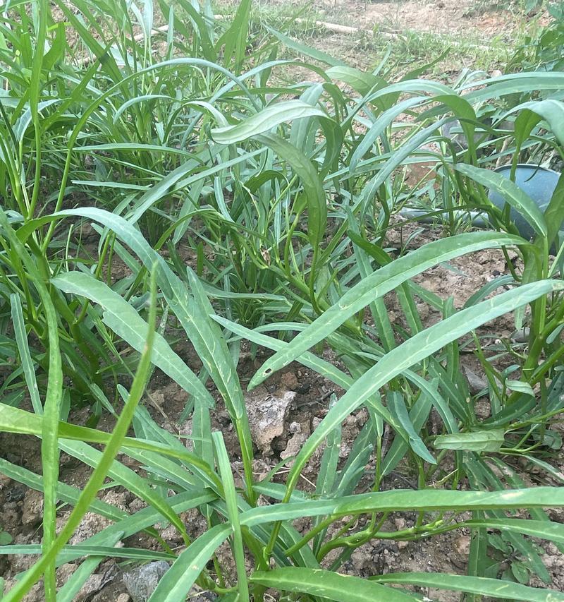 空心菜的种植季节与技巧（打造丰收的空心菜园，掌握这些种植诀窍！）-第3张图片-绿意生活