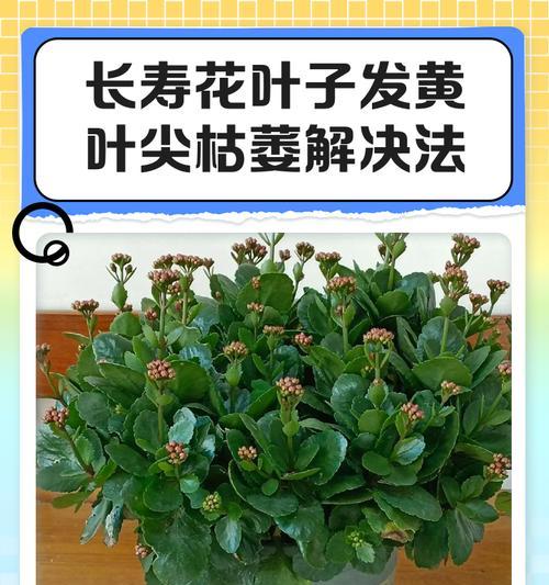 长寿花顶端叶片干瘪的原因及解决方法（探究长寿花叶片枯萎的原因和有效处理方法）-第3张图片-绿意生活