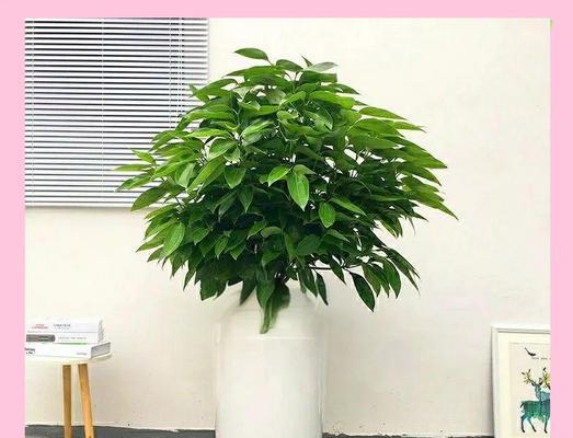 平安树的养护技巧（如何浇白糖水，增强生命力）-第1张图片-绿意生活