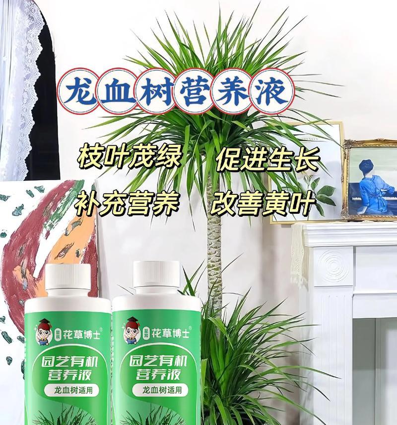 龙血树养殖须知（什么人不能养龙血树？）-第2张图片-绿意生活