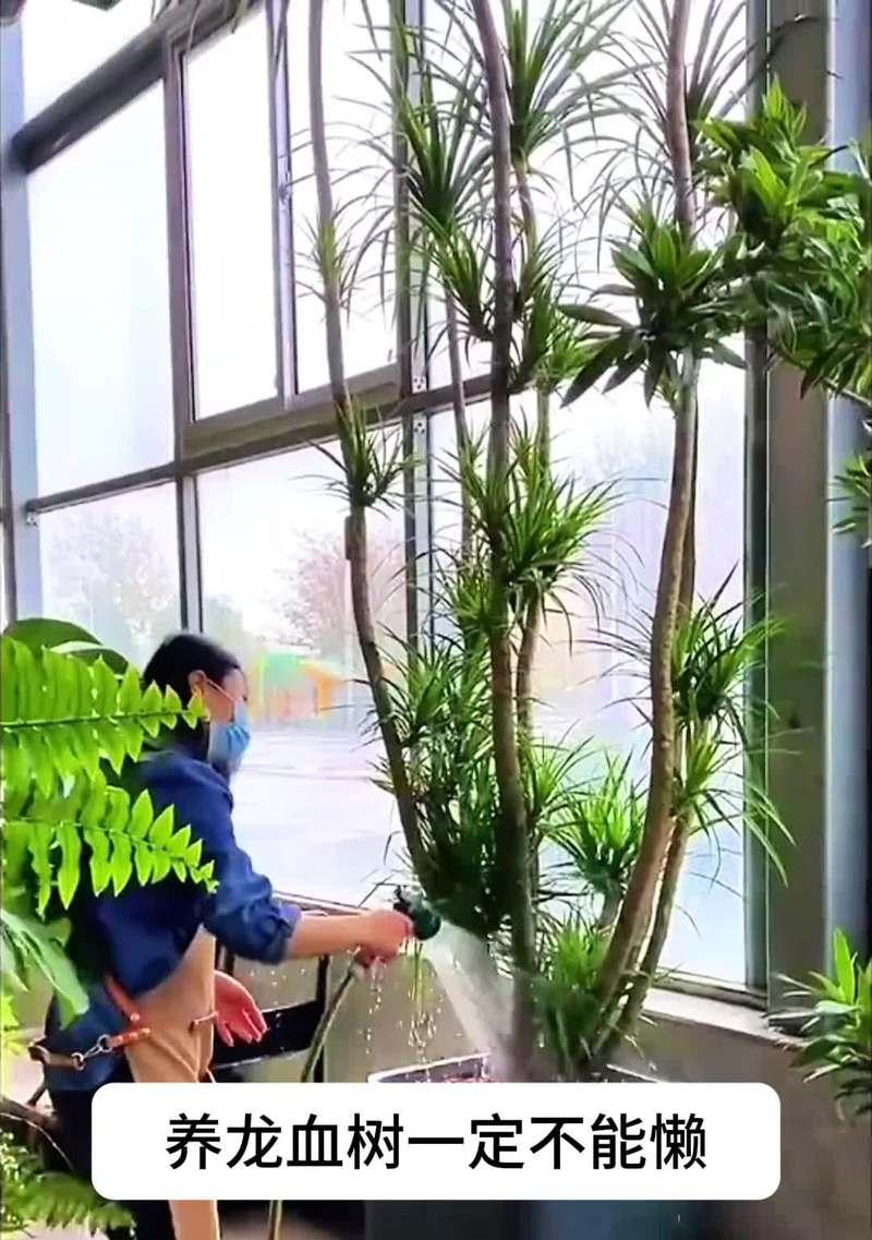 龙血树养殖须知（什么人不能养龙血树？）-第1张图片-绿意生活