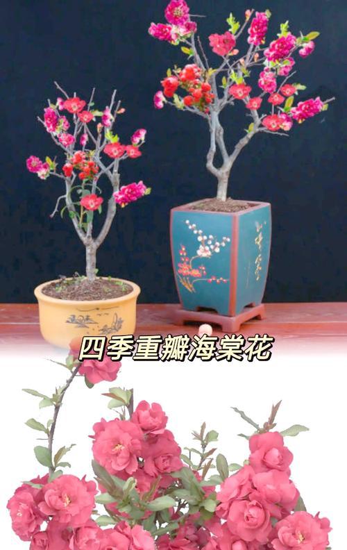 夫妻海棠花——你值得拥有的养花新宠（家里养海棠花方法详解，让你轻松打造花园级美景）-第3张图片-绿意生活