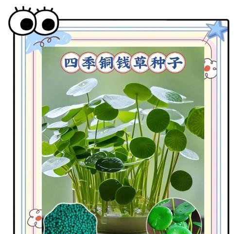 养铜钱草水变绿的防治方法（保持水质清澈，让铜钱草更美丽）-第1张图片-绿意生活