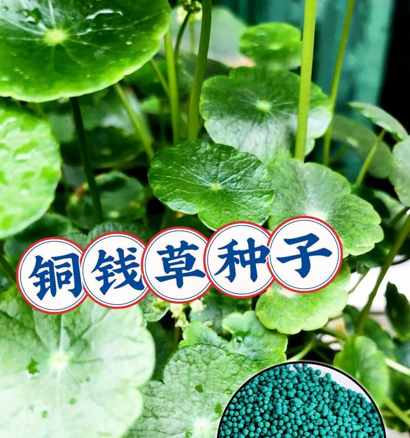 养铜钱草水变绿的防治方法（保持水质清澈，让铜钱草更美丽）-第3张图片-绿意生活