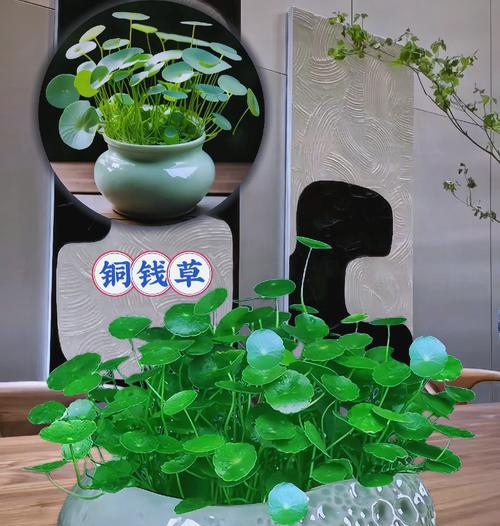 养铜钱草水变绿的防治方法（保持水质清澈，让铜钱草更美丽）-第2张图片-绿意生活