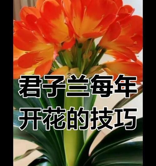 如何成功给君子兰换盆（掌握关键步骤，让君子兰焕发新生机）-第3张图片-绿意生活