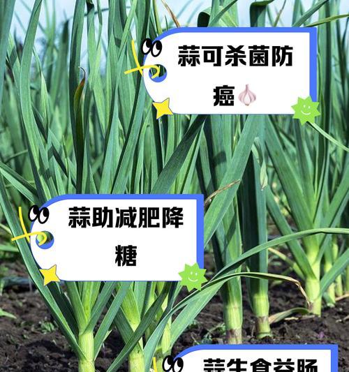 蒜苗可以生吃吗？（营养价值、适宜人群、食用方法、注意事项等）-第1张图片-绿意生活