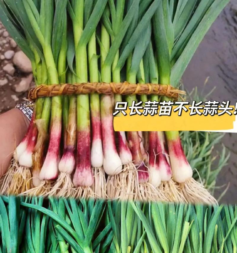 蒜苗可以生吃吗？（营养价值、适宜人群、食用方法、注意事项等）-第2张图片-绿意生活