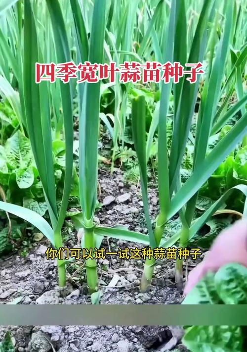 蒜苗可以生吃吗？（营养价值、适宜人群、食用方法、注意事项等）-第3张图片-绿意生活