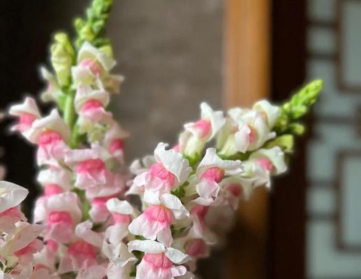 如何处理金鱼草叶片勺伤？（金鱼草叶片勺伤的治疗与护理技巧）-第3张图片-绿意生活