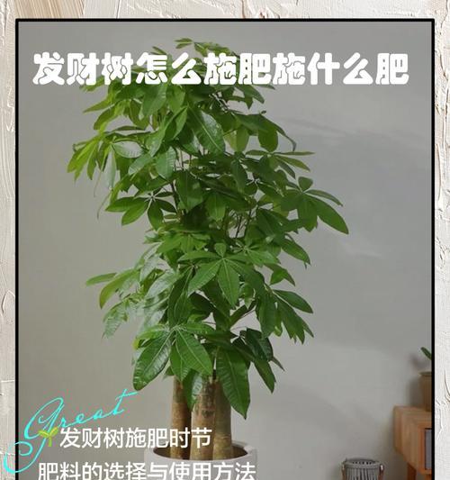 以发财树春夏怎么养（室内发财树的春夏养护秘籍）-第3张图片-绿意生活