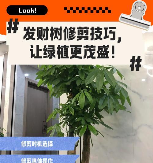 以发财树春夏怎么养（室内发财树的春夏养护秘籍）-第2张图片-绿意生活