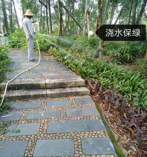 浇水技巧之以鹅掌藤为例（优雅的湿润生活方式与养护方法）-第3张图片-绿意生活