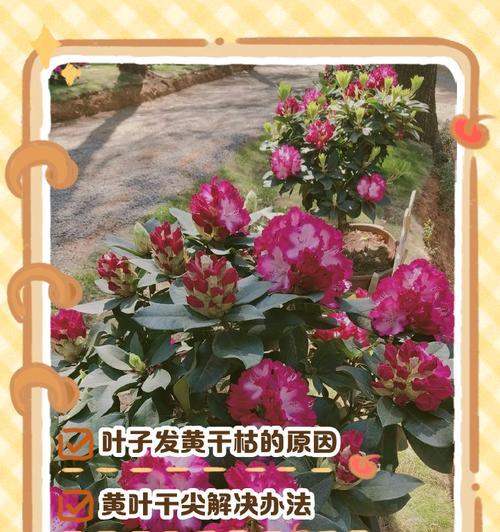 杜娟花的叶子凋落怎么处理（保护杜娟花叶子的方法及应对措施）-第3张图片-绿意生活